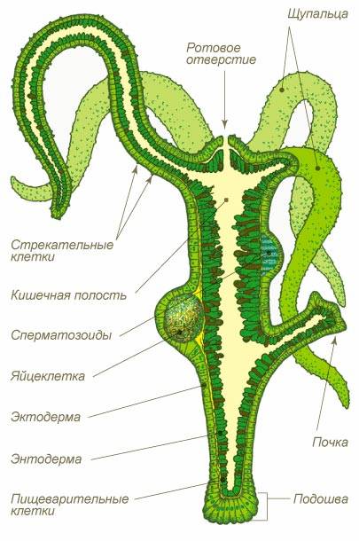 Kraken krn